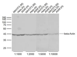 beta-Actin Monoclonal Antibody (1A2), Bioss 100 &mu;L | Buy Online | Bioss | Fisher Scientific
