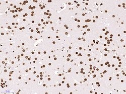 Methyl-Histone H3 (Lys79) Mouse anti-Human, Clone: 2A7, Bioss 100 &mu;L;