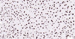 Histone H3 (tri methyl K79) Monoclonal Antibody (5A6), Bioss 100 &mu;L;