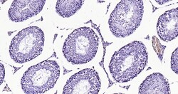 Histone H3 (tri methyl K79) Monoclonal Antibody (5A6), Bioss 100 &mu;L;