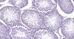 Histone H3 (tri methyl K79) Monoclonal Antibody (5A6), Bioss 100 &mu;L;