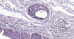 Histone H3 (tri methyl K79) Monoclonal Antibody (5A6), Bioss 100 &mu;L;