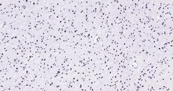 Histone H3 (tri methyl K79) Monoclonal Antibody (5A6), Bioss 100 &mu;L;