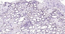 Histone H3 (tri methyl K79) Monoclonal Antibody (5A6), Bioss 100 &mu;L;