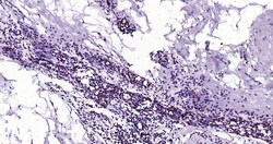 Histone H3 (tri methyl K79) Monoclonal Antibody (5A6), Bioss 100 &mu;L;