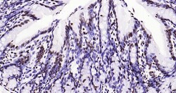 Histone H3 (tri methyl K79) Monoclonal Antibody (5A6), Bioss 100 &mu;L;