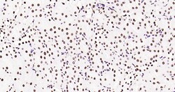Histone H3 (tri methyl K79) Monoclonal Antibody (5A6), Bioss 100 &mu;L;