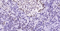 Histone H3 (tri methyl K79) Monoclonal Antibody (5A6), Bioss 100 &mu;L;