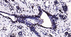 Histone H3 (tri methyl K79) Monoclonal Antibody (5A6), Bioss 100 &mu;L;