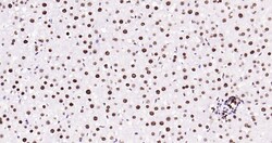 Histone H3 (tri methyl K79) Monoclonal Antibody (5A6), Bioss 100 &mu;L;