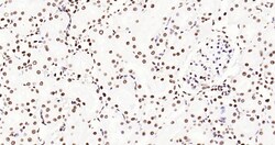 Histone H3 (tri methyl K79) Monoclonal Antibody (5A6), Bioss 100 &mu;L;
