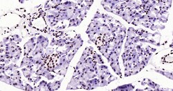 Histone H3 (tri methyl K79) Monoclonal Antibody (5A6), Bioss 100 &mu;L;