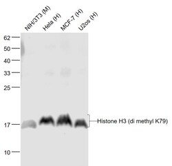 Histone H3 (tri methyl K79) Monoclonal Antibody (5A6), Bioss 100 &mu;L;