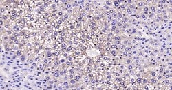 CK18 Monoclonal Antibody (10H2), Bioss 100 &mu;L; Unconjugated:Antibodies,