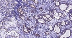 CK18 Monoclonal Antibody (10H2), Bioss 100 &mu;L; Unconjugated:Antibodies,