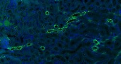 CK18 Monoclonal Antibody (10H2), Bioss 100 &mu;L; Unconjugated:Antibodies,