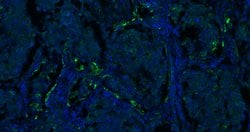 CK18 Monoclonal Antibody (10H2), Bioss 100 &mu;L; Unconjugated:Antibodies,