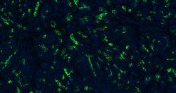 CK18 Monoclonal Antibody (10H2), Bioss 100 &mu;L; Unconjugated:Antibodies,