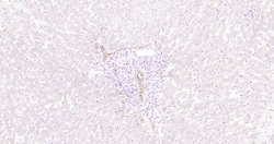 CK18 Monoclonal Antibody (10H2), Bioss 100 &mu;L; Unconjugated:Antibodies,