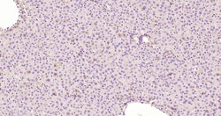 CK18 Monoclonal Antibody (10H2), Bioss 100 &mu;L; Unconjugated:Antibodies,