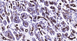 CK18 Monoclonal Antibody (10H2), Bioss 100 &mu;L; Unconjugated:Antibodies,