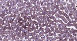CK18 Monoclonal Antibody (10H2), Bioss 100 &mu;L; Unconjugated:Antibodies,
