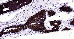 CK18 Monoclonal Antibody (10H2), Bioss 100 &mu;L; Unconjugated:Antibodies,
