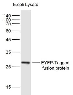 EYFP-Tag Monoclonal Antibody (1H9), Bioss 100 &mu;L | Buy Online | Bioss | Fisher Scientific