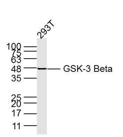 GSK3B Mouse anti-Human, Clone: 3A6, Bioss 100 &mu;L | Buy Online | Bioss | Fisher Scientific