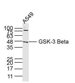 GSK3B Mouse anti-Human, Clone: 3A6, Bioss 100 &mu;L | Buy Online | Bioss | Fisher Scientific