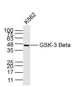 GSK3B Mouse anti-Human, Clone: 3A6, Bioss 100 &mu;L | Buy Online | Bioss | Fisher Scientific