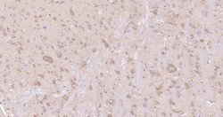 GSK-3 Beta Monoclonal Antibody (4C6), Bioss 100 &mu;L; Unconjugated:Antibodies,