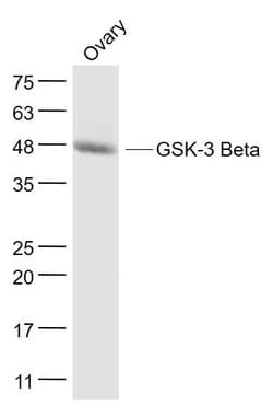 GSK-3 Beta Monoclonal Antibody (4C6), Bioss 100 &mu;L; Unconjugated:Antibodies,