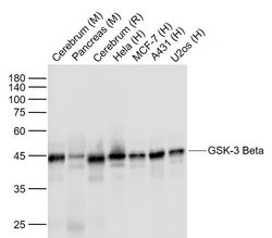 GSK-3 Beta Monoclonal Antibody (4C6), Bioss 100 &mu;L; Unconjugated:Antibodies,