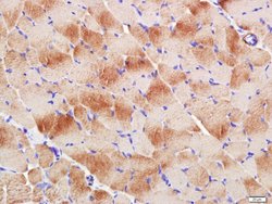 Actin, alpha skeletal muscle Mouse anti-Human, Clone: 5F11, Bioss 100 &mu;L;