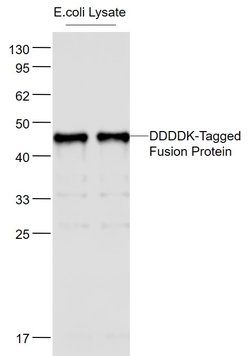 DYKDDDDK Tag Monoclonal Antibody (3D7), Bioss 100 &mu;L | Buy Online | Bioss | Fisher Scientific
