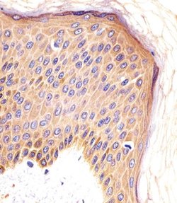 CSF1R Mouse anti-Human, Clone: 6C7, Bioss 100 &mu;L; Unconjugated:Antibodies,