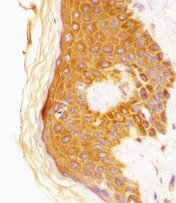 CSF1R Mouse anti-Human, Clone: 6C7, Bioss 100 &mu;L; Unconjugated:Antibodies,