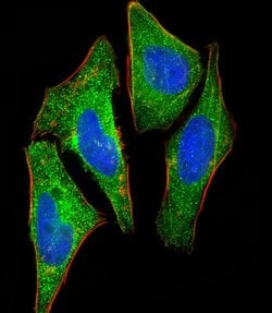 S100A2 Mouse anti-Human, Clone: 2C1, Bioss 100 &mu;L; Unconjugated:Antibodies,