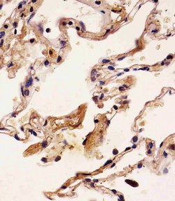 S100A2 Mouse anti-Human, Clone: 2C1, Bioss 100 &mu;L; Unconjugated:Antibodies,