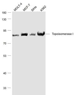 TOP1 Mouse anti-Human, Clone: 1C6, Bioss 100 &mu;L; Unconjugated:Antibodies,