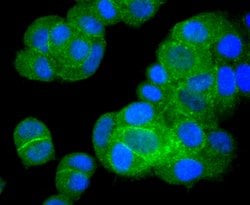 Bcl-XL Rabbit anti-Human, Clone: 12C5, Bioss 100 &mu;L; Unconjugated:Antibodies,