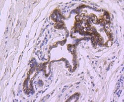 Bcl-XL Rabbit anti-Human, Clone: 12C5, Bioss 100 &mu;L; Unconjugated:Antibodies,