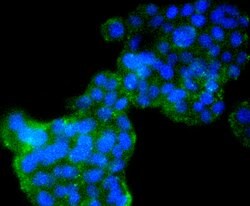 Cyclin B2 Rabbit anti-Human, Clone: 2F4, Bioss 100 &mu;L; Unconjugated:Antibodies,