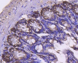 Cyclin B2 Rabbit anti-Human, Clone: 2F4, Bioss 100 &mu;L; Unconjugated:Antibodies,