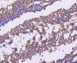 Cyclin B2 Rabbit anti-Human, Clone: 2F4, Bioss 100 &mu;L; Unconjugated:Antibodies,