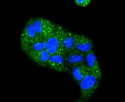Cytokeratin 4 Rabbit anti-Human, Clone: 2F9, Bioss 100 &mu;L; Unconjugated:Antibodies,