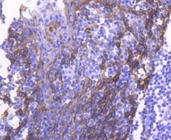 Cytokeratin 4 Rabbit anti-Human, Clone: 2F9, Bioss 100 &mu;L; Unconjugated:Antibodies,
