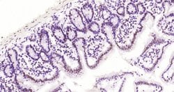 HDAC2 Rabbit anti-Human, Clone: 3B7, Bioss 100 &mu;L; Unconjugated:Antibodies,