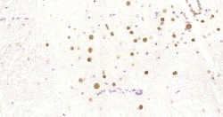 HDAC2 Rabbit anti-Human, Clone: 3B7, Bioss 100 &mu;L; Unconjugated:Antibodies,